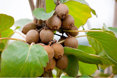 Image of Kiwi 'Jenny' (Actinidia chinensis 'Jenny'), Topfgrösse Ø21cm bei JUMBO