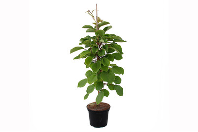 Image of Kiwi 'Matua' (männlich) (Actinidia chinensis 'Matua'), Topfgrösse Ø21cm bei JUMBO