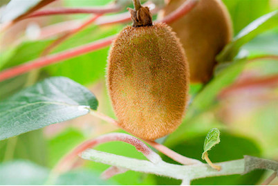 Image of Kiwi 'Hayward' (Actinidia chinensis 'Hayward'), Topfgrösse Ø21cm bei JUMBO