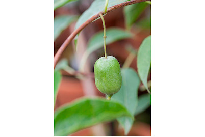 Image of Kiwi 'Issai' (Actinidia arguta 'Issai'), Topfgrösse Ø21cm bei JUMBO
