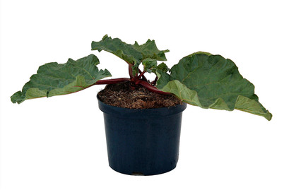 Image of Garten-Rhabarber 'Holsteiner Blut' (Rheum rhabarbarum 'Holsteiner Blut'), Topfgrösse Ø21cm bei JUMBO