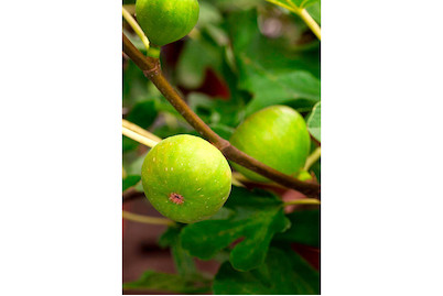 Image of Echte Feige (Ficus carica), Topfgrösse Ø24cm bei JUMBO