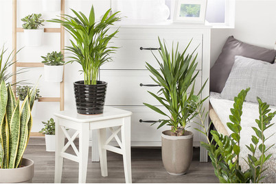 Image of Grünpflanzen, Topfgrösse Ø21cm (Grünpflanzen) bei JUMBO