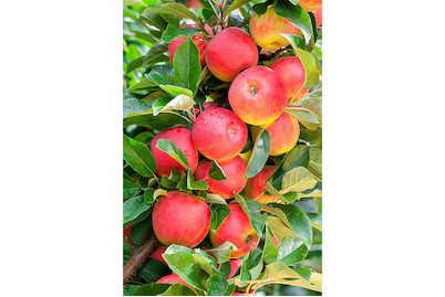 Image of Apfel 'Elstar' (Malus domestica 'Elstar'), Topfgrösse Ø28cm bei JUMBO