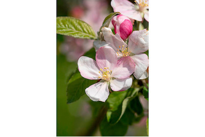 Image of Apfel 'Pinova'(s) (Malus domestica 'Pinova'(s)), Topfgrösse Ø28cm bei JUMBO