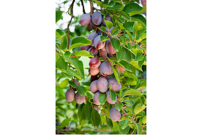 Image of Zwetschge 'Bärtschis Frühzwetschge' (Prunus domestica subsp. domestica 'Bärtschis Frühzwetschge'), Topfgrösse Ø28cm bei JUMBO