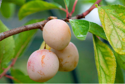Image of Mirabelle 'Von Nancy' (Prunus domestica subsp. syriaca 'Mirabelle von Nancy'), Topfgrösse Ø28cm