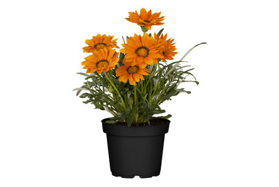 Image of Gazanie(Gazania), Topfgrösse Ø14cm bei JUMBO