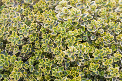 Image of Buntblättriger Thymian (Thymus vulgaris, bunt), Topfgrösse Ø17cm bei JUMBO