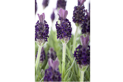 Image of Garten-Schopf-Lavendel 'Anouk' (Lavandula stoechas 'Anouk') Ø17cm