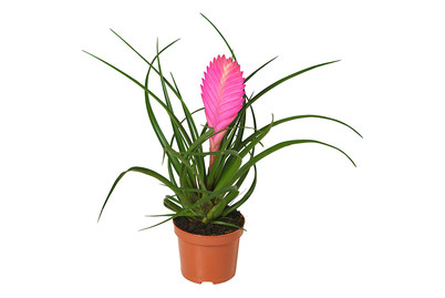 Image of Tillandsie, Topfgrösse Ø9cm (Tillandsia) bei JUMBO