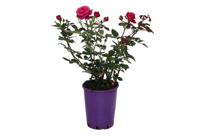 Image of Edelrose 'Charisma'®(Rosa 'Charisma'®), TopfgrösseØ25cm bei JUMBO