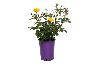 Image of Beetrose 'Westart'®(Rosa 'Westart'®), TopfgrösseØ25cm bei JUMBO