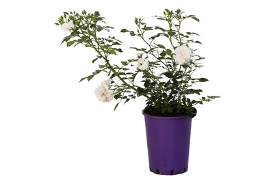 Image of Beetrose 'Aspirin-Rose'®(Rosa 'Aspirin'®), TopfgrösseØ25cm
