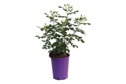 Image of Beetrose 'Sirius'®(Rosa 'Sirius'®), TopfgrösseØ25cm bei JUMBO