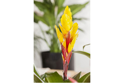 Image of Vriesea, Topfgrösse Ø12cm (Vriesea) bei JUMBO