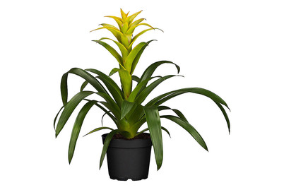 Image of Guzmanie, Topfgrösse Ø13cm (Guzmania) bei JUMBO