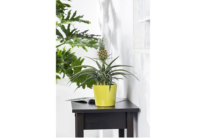 Image of Zier-Ananas, Topfgrösse Ø12cm (Ananas comosus, zier) bei JUMBO