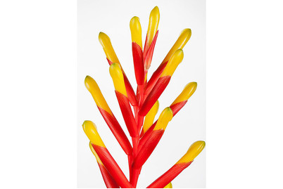 Image of Bromelie, Topfgrösse Ø9cm (Bromelien) bei JUMBO