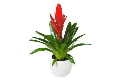 Image of Bromelie, Topfgrösse Ø12cm (Bromelien) bei JUMBO