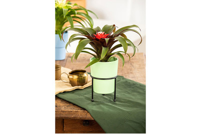 Image of Guzmanie 'Hope', Topfgrösse Ø12cm (Guzmania 'Hope') bei JUMBO