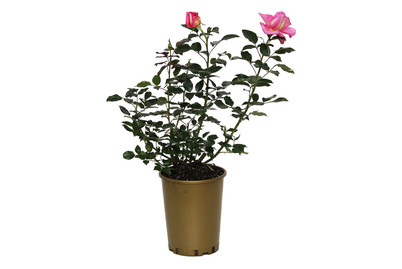 Image of Edelrose 'Parfum Royal'®(Rosa 'Parfum Royal'®), TopfgrösseØ25cm