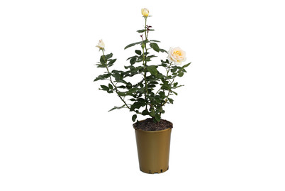Image of Edelrose 'Anastasia'®(Rosa 'Anastasia'®), TopfgrösseØ25cm bei JUMBO