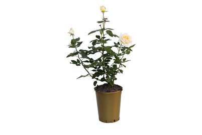Image of Edelrose 'Anastasia'®(Rosa 'Anastasia'®), TopfgrösseØ25cm