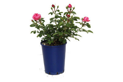 Image of Beetrose 'Leonardo da Vinci'®(Rosa 'Leonardo da Vinci'®), TopfgrösseØ25cm bei JUMBO