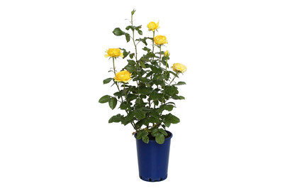Image of Schlossrose 'Marselisborg'®(Rosa 'Marselisborg'®), TopfgrösseØ25cm bei JUMBO