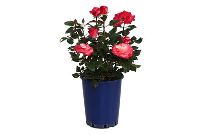 Image of Edelrose 'Nostalgie'®(Rosa 'Nostalgie'®), TopfgrösseØ25cm bei JUMBO
