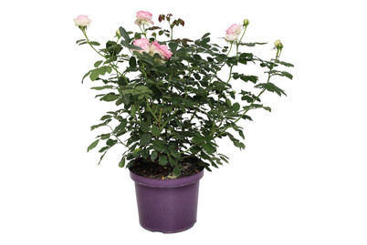 Image of Strauchrose 'Eden Rose 85'®(Rosa 'Eden Rose 85'®), TopfgrösseØ29cm bei JUMBO