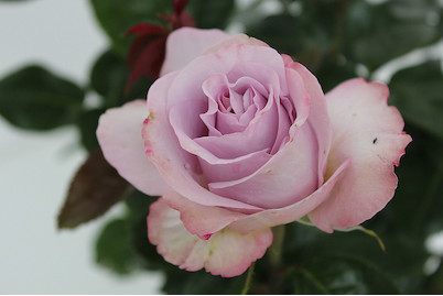 Image of Edelrose 'Blue Girl'®(Rosa 'Blue Girl'®), TopfgrösseØ29cm bei JUMBO
