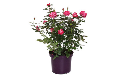 Image of Edelrose 'Nostalgie'®(Rosa 'Nostalgie'®), TopfgrösseØ29cm bei JUMBO