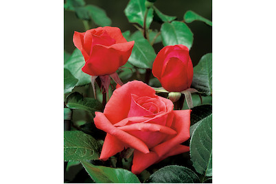 Image of Beetrose 'Duftwolke'®(Rosa 'Duftwolke'®), TopfgrösseØ25cm