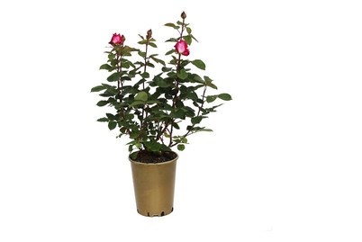 Image of Edelrose 'Acapella'®(Rosa 'Acapella'®), TopfgrösseØ25cm
