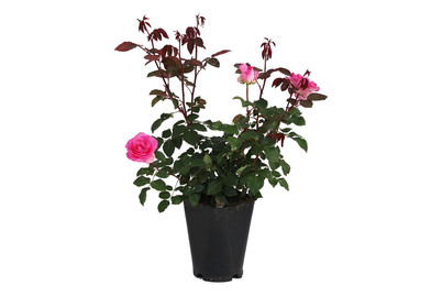 Image of Edelrose 'Beverly'®(Rosa 'Beverly'®), TopfgrösseØ25cm
