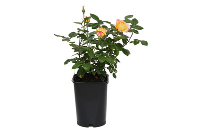 Image of Edelrose 'Pullman Orient Express'®(Rosa 'Pullman Orient Express'®), TopfgrösseØ25cm