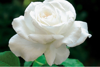 Image of Edelrose 'Annapurna'®(Rosa 'Annapurna'®), TopfgrösseØ25cm