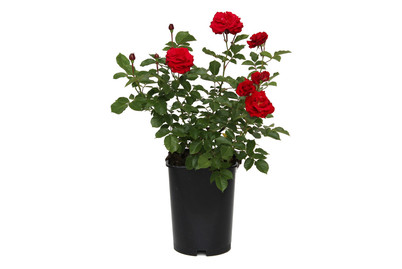 Image of Beetrose 'Nina Weibull'®(Rosa 'Nina Weibull'®), TopfgrösseØ25cm bei JUMBO