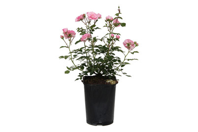 Image of Beetrose 'Bonica 82'®(Rosa 'Bonica 82'®), TopfgrösseØ25cm bei JUMBO