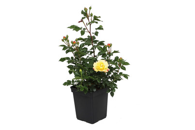 Image of Beetrose 'Lampion'®(Rosa 'Lampion'®), TopfgrösseØ25cm bei JUMBO