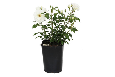 Image of Hochstammrose 'Kristallperle'®(Rosa 'Kristallperle'®), TopfgrösseØ25cm bei JUMBO