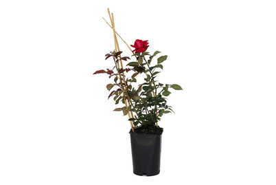 Image of Kletterrose 'Red Flame'®(Rosa 'Red Flame'®), TopfgrösseØ25cm bei JUMBO