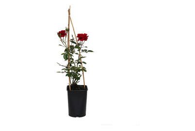Image of Kletterrose 'Sympathie'®(Rosa 'Sympathie'®), TopfgrösseØ25cm bei JUMBO