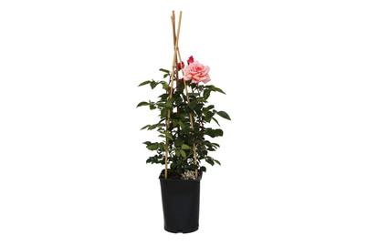 Image of Kletterrose 'Compassion'®(Rosa 'Compassion'®), TopfgrösseØ25cm bei JUMBO