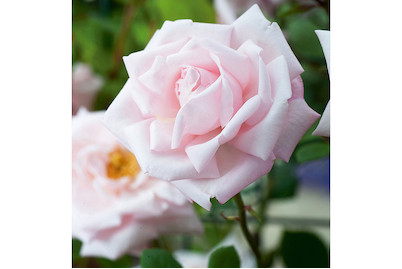 Image of Kletterrose 'New Dawn'(Rosa 'New Dawn'), TopfgrösseØ25cm bei JUMBO