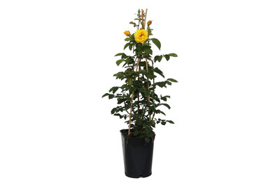 Image of Kletterrose 'Goldstern'®(Rosa 'Goldstern'®), TopfgrösseØ25cm bei JUMBO
