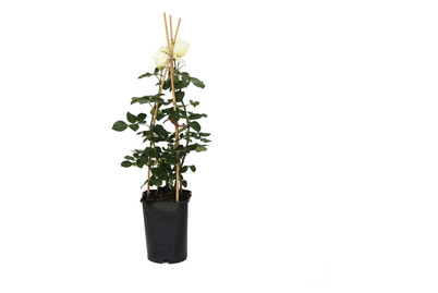 Image of Kletterrose 'Schneewalzer'®(Rosa 'Schneewalzer'®), TopfgrösseØ25cm bei JUMBO