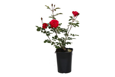 Image of Kletterrose 'Gruss an Heidelberg'®(Rosa 'Gruss an Heidelberg'®), TopfgrösseØ25cm bei JUMBO